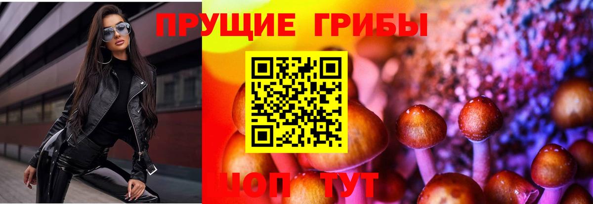 Псилоцибиновые грибы Psilocybine cubensis Медногорск